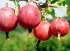 Сорт колобок сорт крыжовника колобок