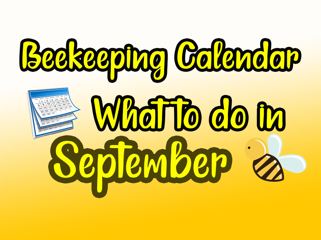 Beekeeping calendar - What to do in September Beekeeping calendar - What to do in September
