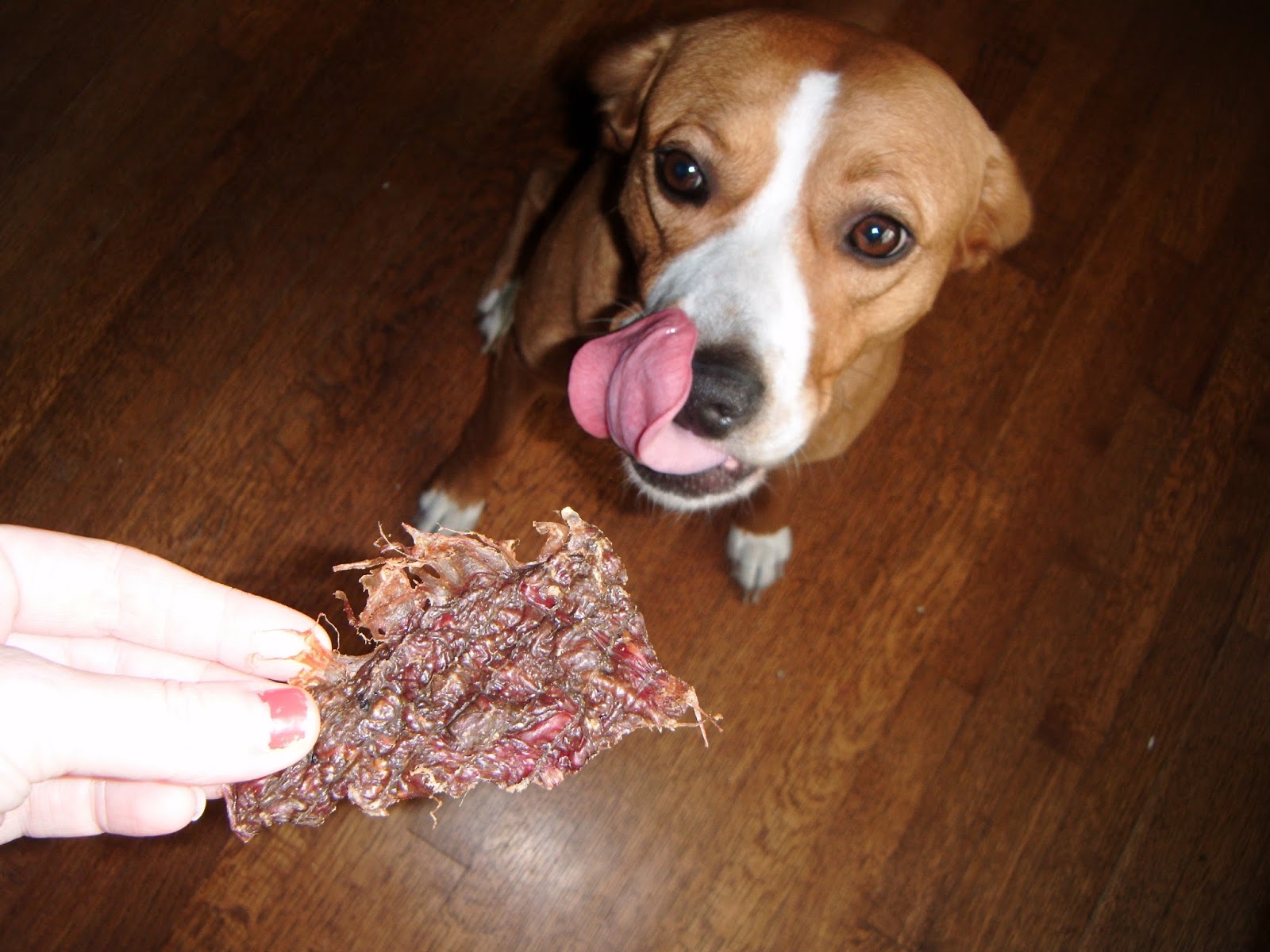 chewy blue buffalo freedom