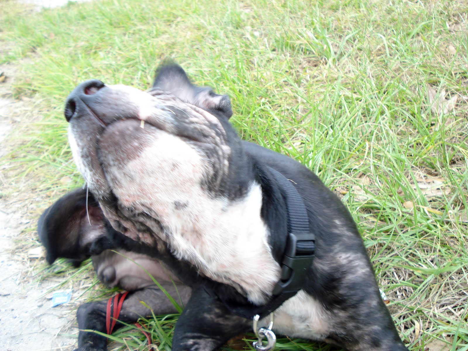 Raising Toot and Roxy What is mange? My pitbull puppy(ies) have mange, what the best way to