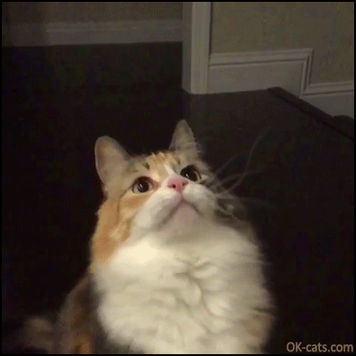 Funny Cat GIF • Agile hungry cat catching a flying treat like a døg! [ok-cats.com]