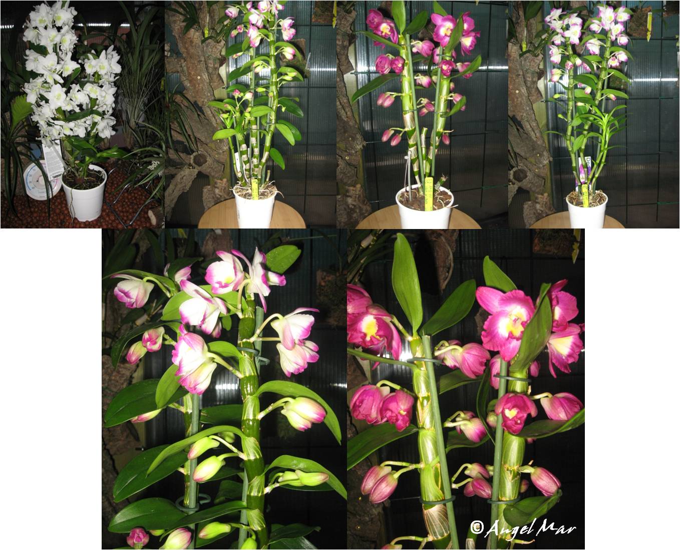Nearly Natural Künstliche Dendrobium-Orchidee In Glasvase – 84 Cm Hohes Seidengesteck (creme/violett)