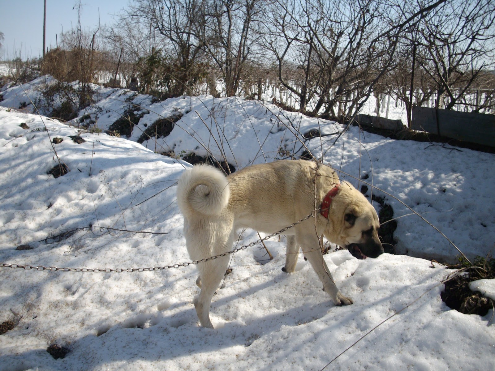 Sivas Kurdish Kangal SivasKangal Πατέρας