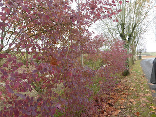 Randonnée Tarn Albi Bea rando Decouverte