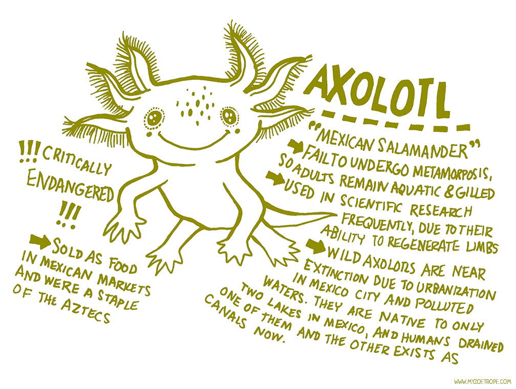 Аксолотль тату эскиз