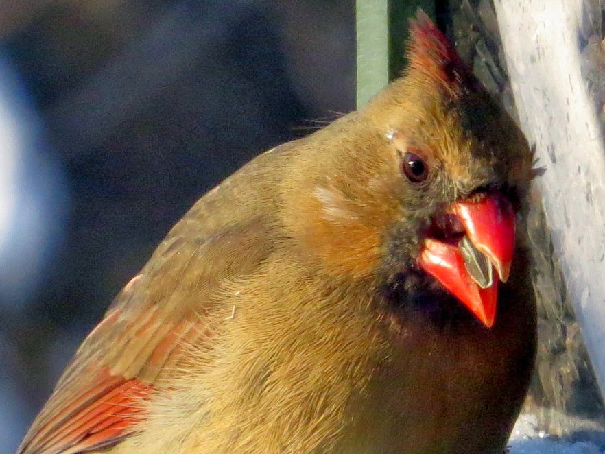 Penelopedia: Nature and Garden in Southern Minnesota: Late Winter Catch-up