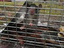 chicken coop mouse homemade captured doughnut