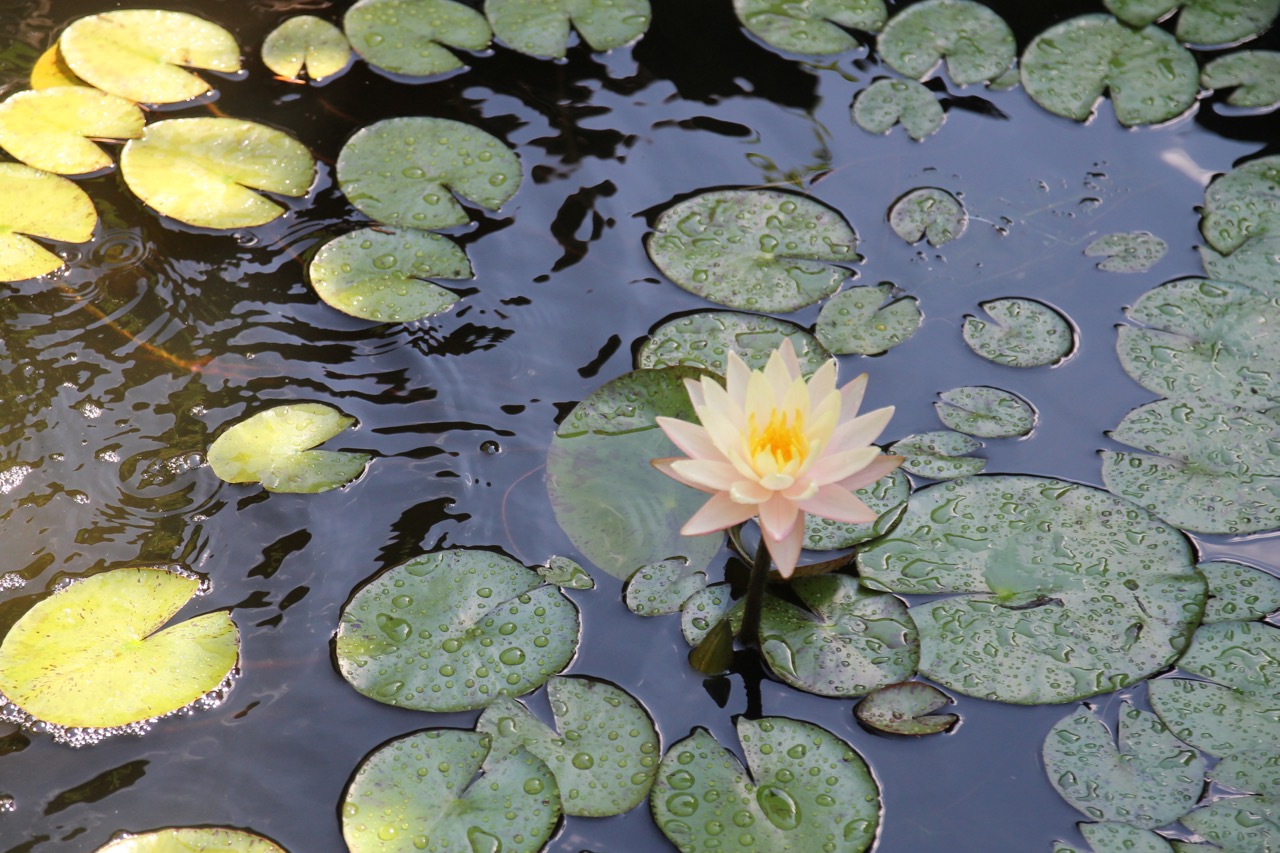 Reflections from Crumbly Acres water fountain, goldfish pond, kiddie pool