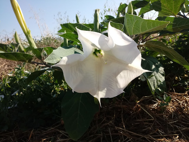 Planta de flor gigante blanca en forma de trompeta