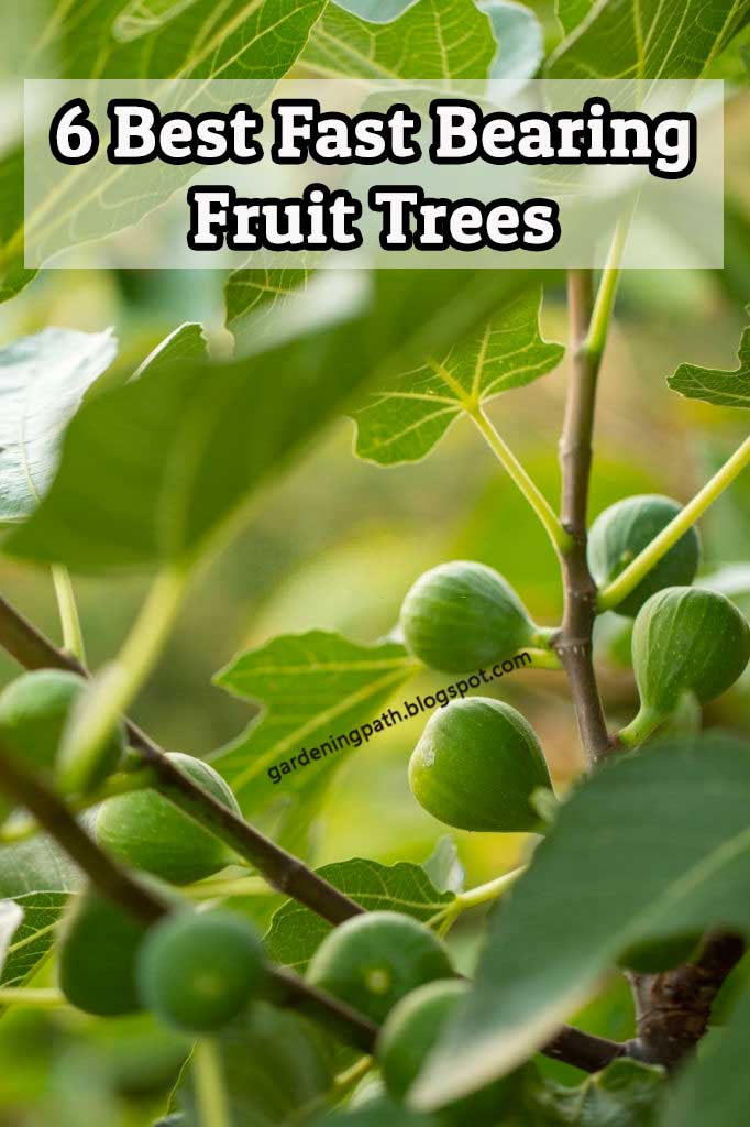 6 Fast Bearing Fruit Trees