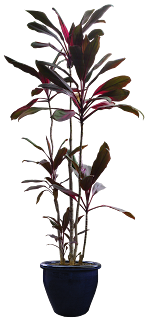 Pleasures in Helping Others: Beautiful Transparent Plants & Trees - 1st