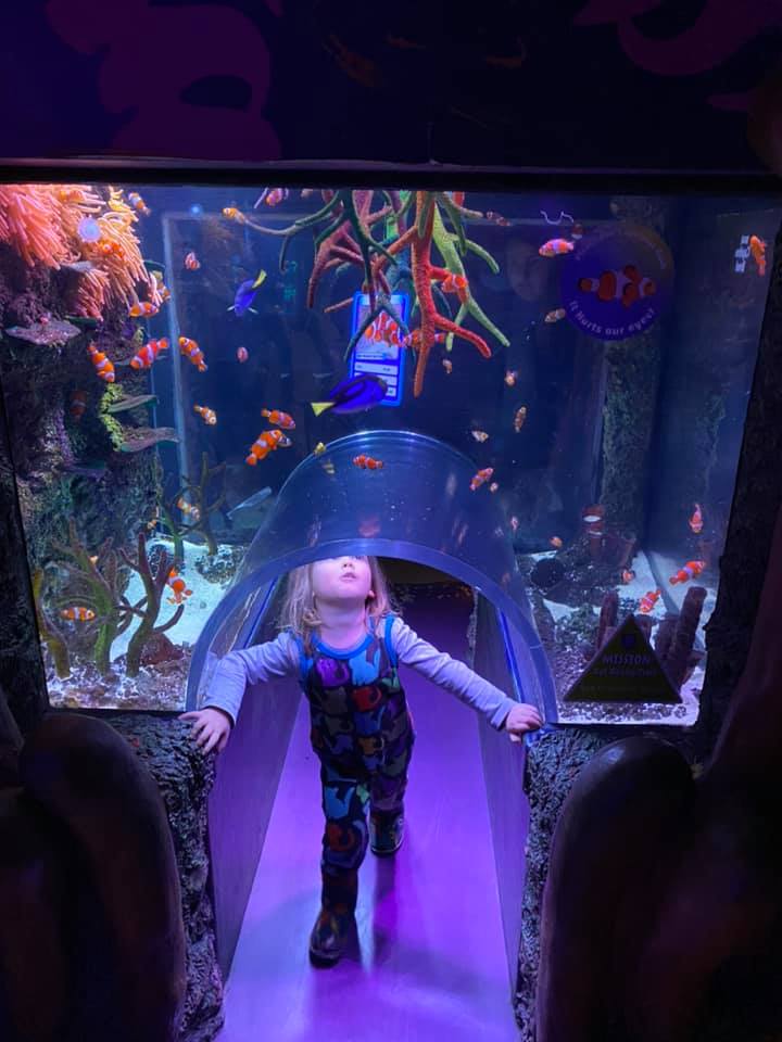 The Best Sea Life Aquariums in the UK North East Family Fun