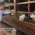 Isi Waktu Libur, Jokowi Beri Makan Domba-Domba Garut Peliharaannya