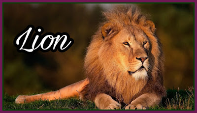 lion Information In Hindi