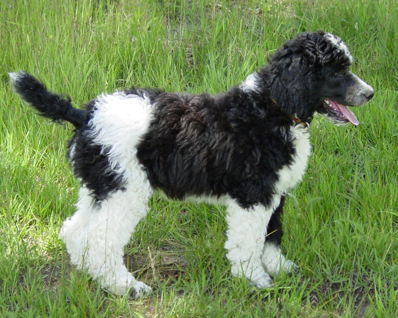 https://1.bp.blogspot.com/-NW8GNVTZ5bc/TlD2QxJTt5I/AAAAAAAAAn4/YoOI29WZ7ys/s1600/poodle_dog_desktop_wallpaper-1280x1024.jpg