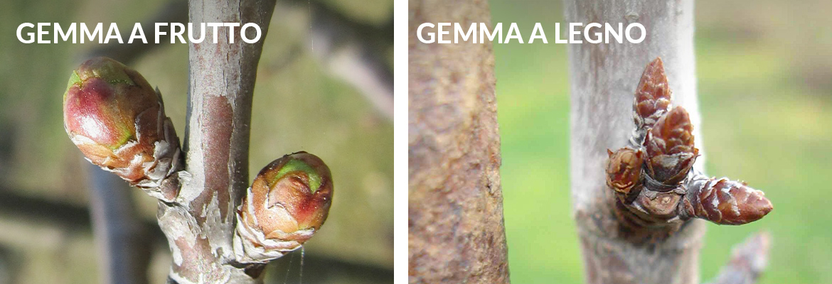 Gemma A Fiore Gemme A Legno