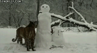 Tiger im Schnee kämpfen lustig mit Schneemann