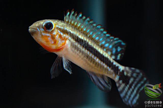 Apistogramma sp. miua / Igarape Miua