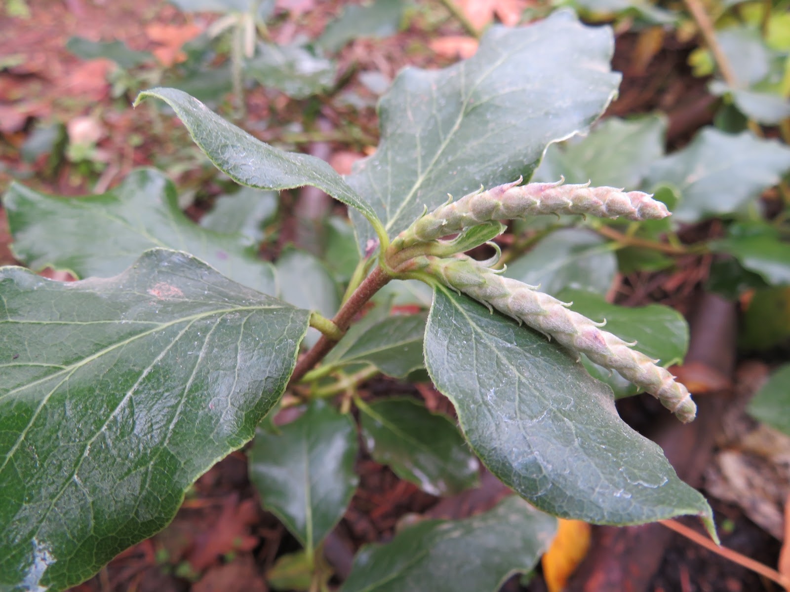 The Evergreens Shade Plants