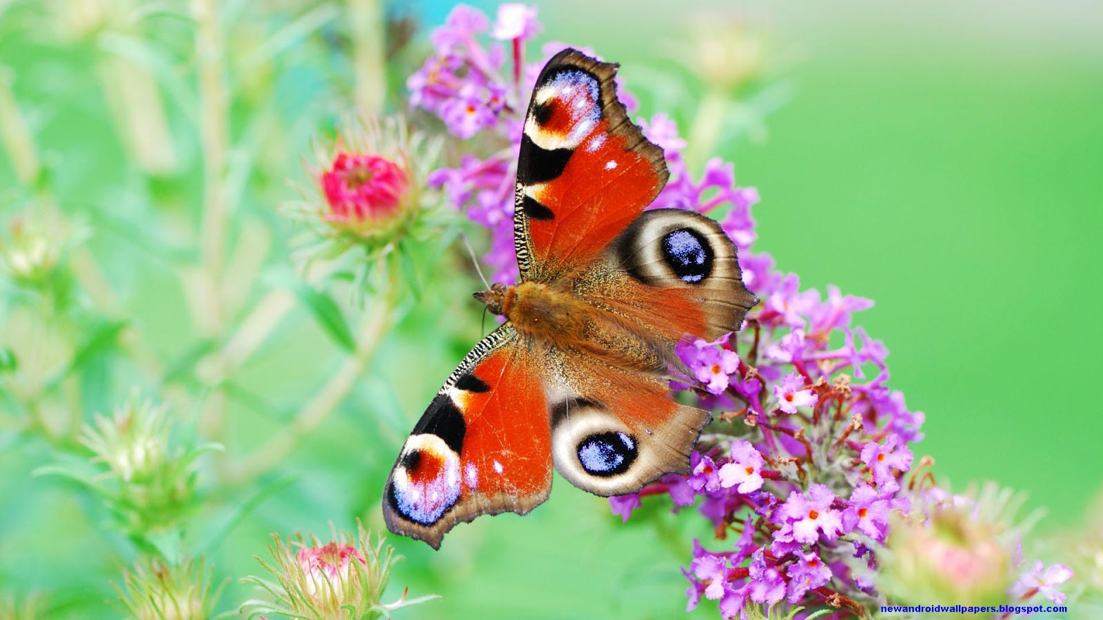 Beautiful Butterfly With Flowers Hd Wallpapers Free For Android And