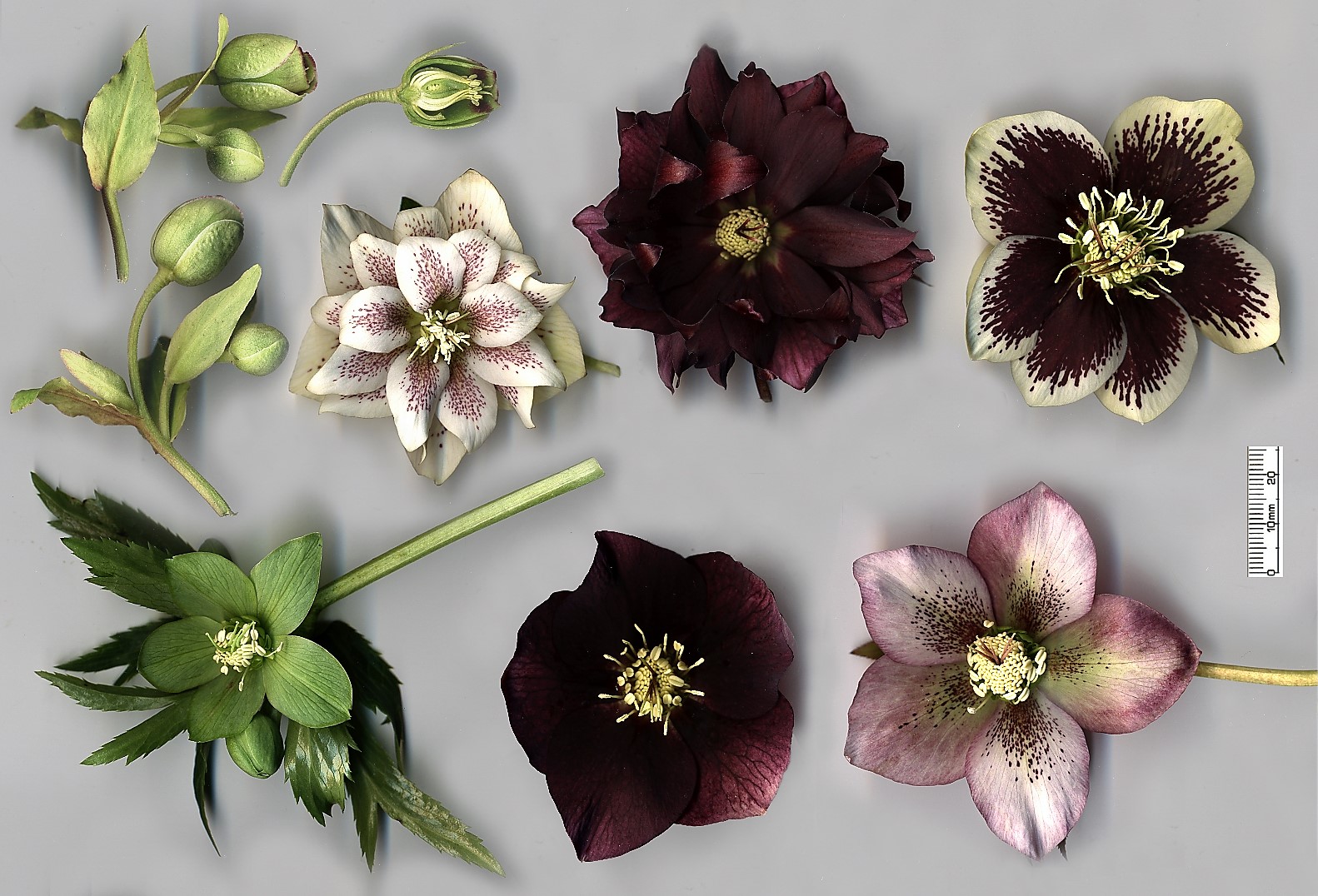 HOW TO PROPAGATE HELLEBORES The Garden of Eaden