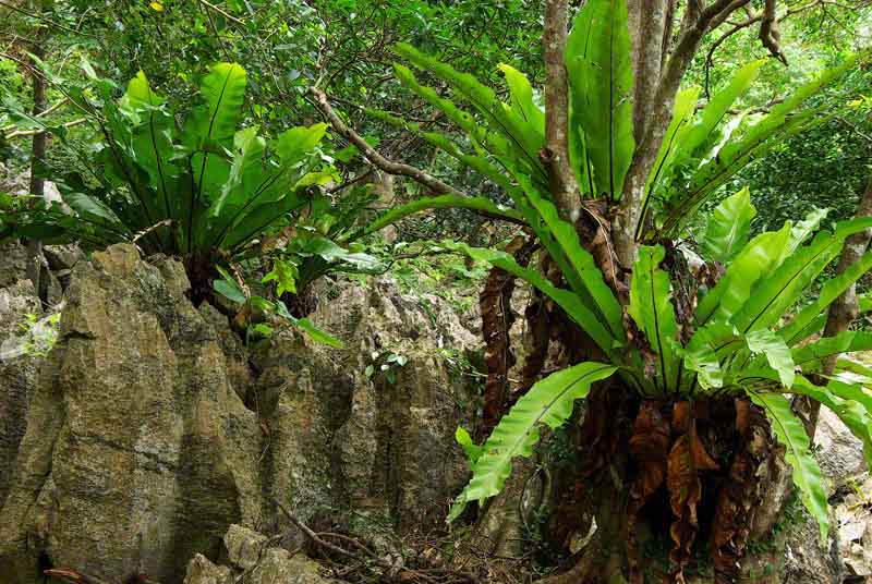 Ryukyu Life Plant Photos The Bird Nest Ferns of Okinawa, Japan