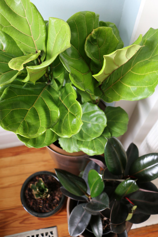 Where We Found Our Fiddle Leaf Fig Tree 17 Apart