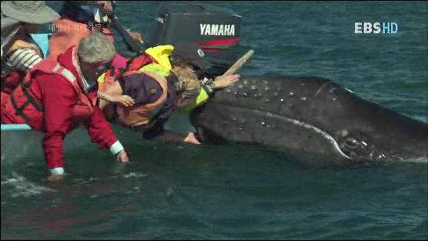 악마가된 귀신고래 이야기 | 인스티즈