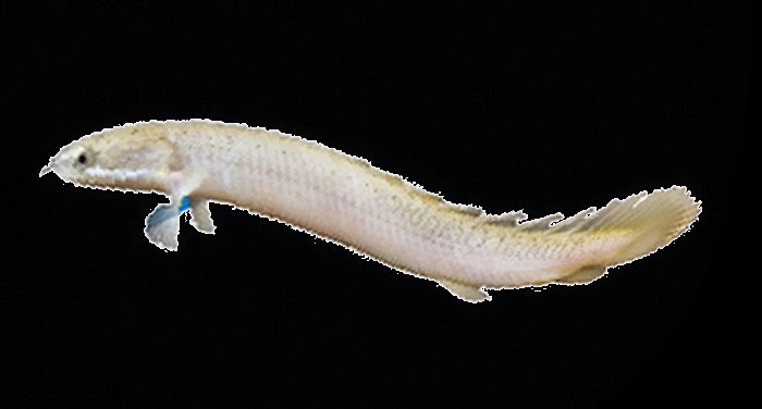 10 Spesies Ikan Purba yang Dapat Bertahan Hidup Hingga Sekarang ~ UniksPos