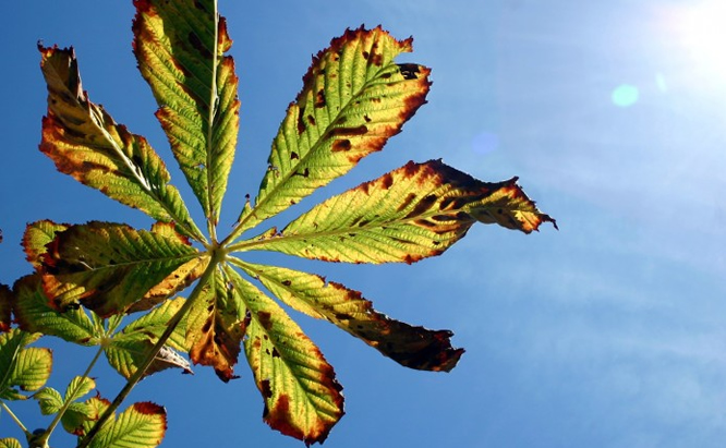 Penyebab Daun Tanaman Menjadi Kuning Dan Cara Mengatasinya Ilmukebun Com