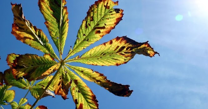 Penyebab Daun Tanaman Menjadi Kuning Dan Cara Mengatasinya Ilmukebun Com