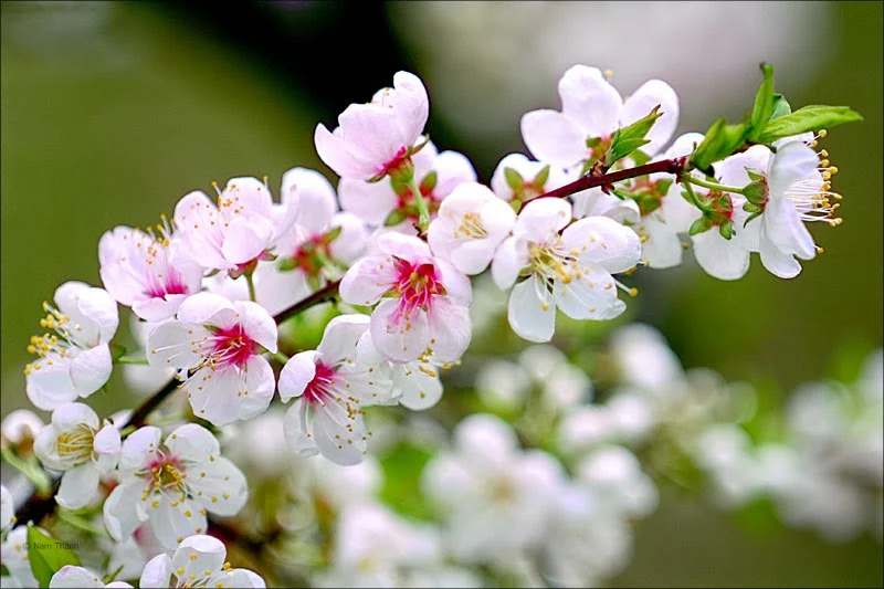 hoa đào trắng