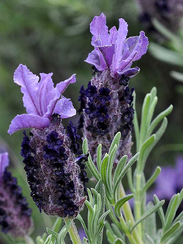 Flora Attica Lavandula stoechas αγριολεβάντα