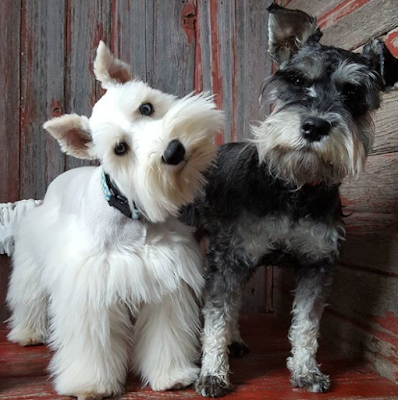 Schnauzer Dog breeds
