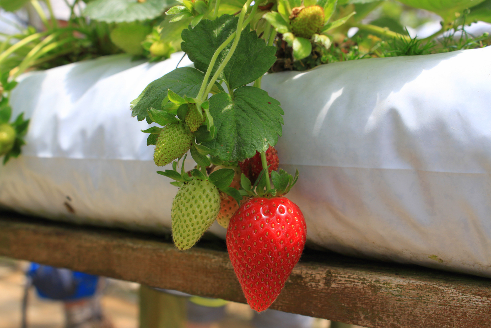 Cameron Highlands - Plantation de fraise