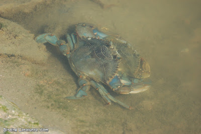 Cangrejo azul, la última plaga invasora en el Delta