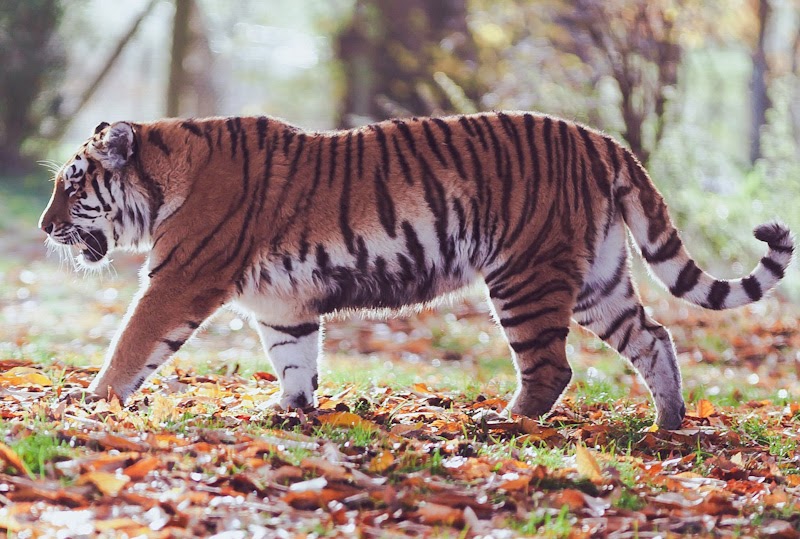 How many stripes do tigers have?