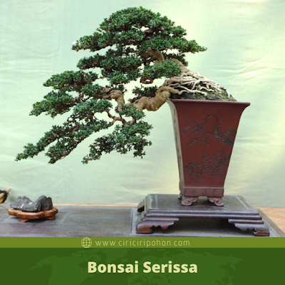 Bonsai Serissa