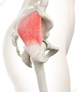 Gluteue medius muscle in human body