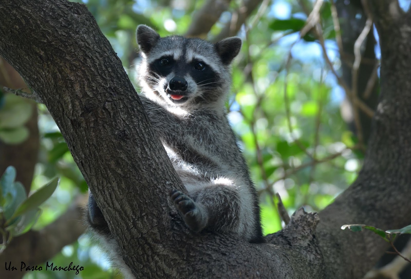 Un Paseo Manchego: Mapache de Norteamérica (Procyon lotor).