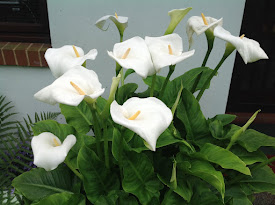 Arum lillies