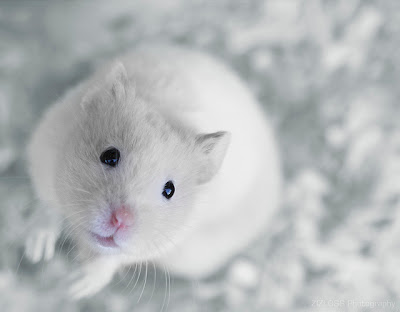 White Mouse Pet