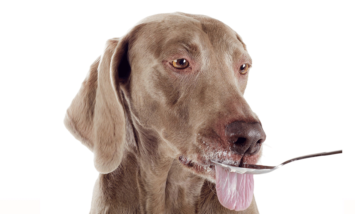 【Blog Post】Can Dogs Eat Mayonnaise? Is Mayonnaise Safe For Dogs?