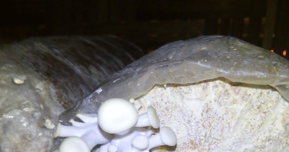 JAMUR TIRAM MEDAN Ciri Ciri Jamur tiram daun muda dan jamur tiram tua