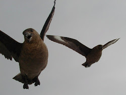 halley birds ramblings antarctica fly around