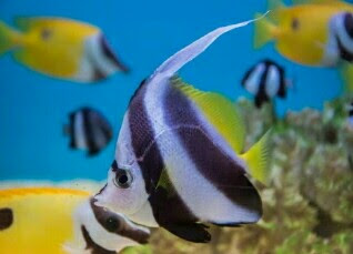 ikan angelfish