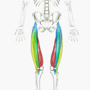 下半身のジムマシントレーニング｜大腿四頭筋・ハムストリングス・内転筋群それぞれの筋トレメニュー解説