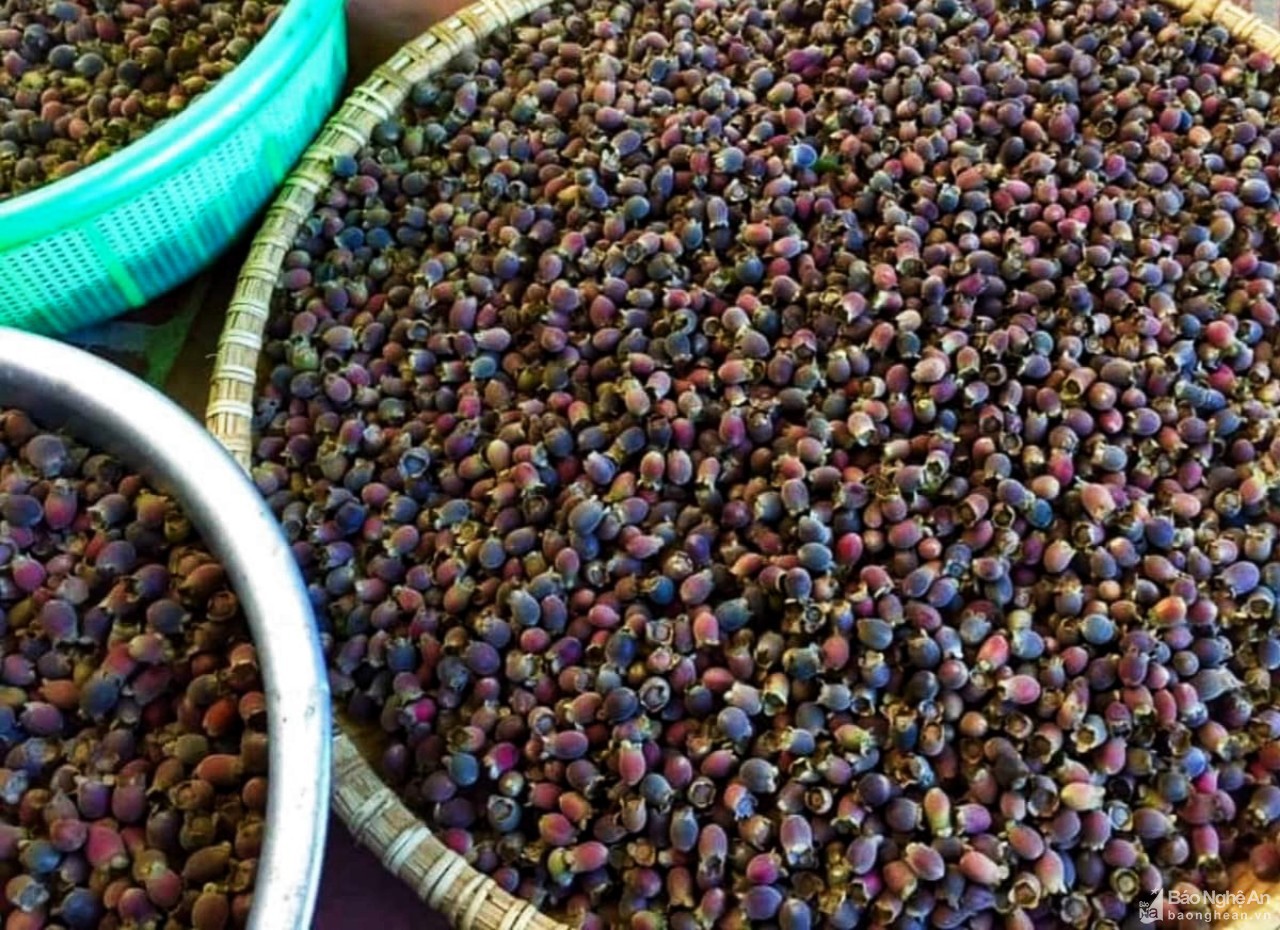 Kiếm tiền triệu mỗi ngày từ quả sim rừng