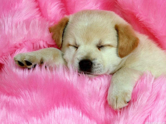 pink cute puppy wallpaper