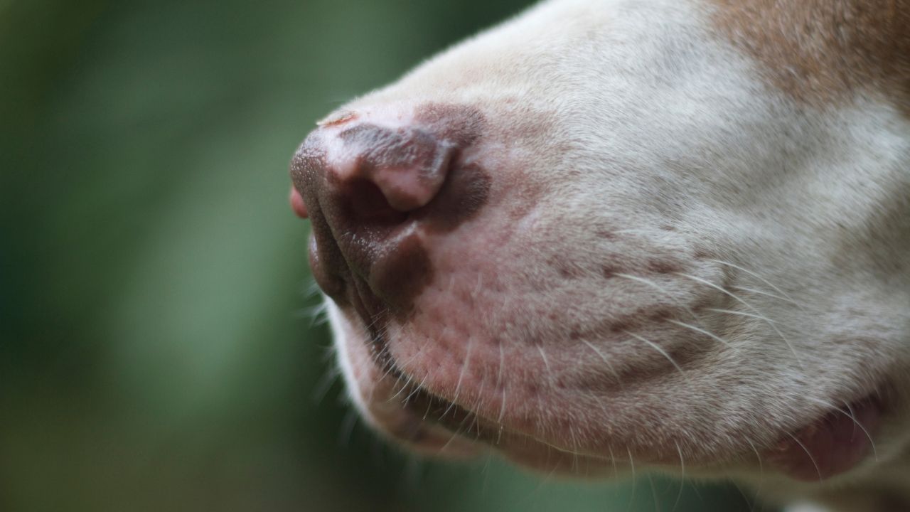 Why Do Some Dogs Have Pink Noses